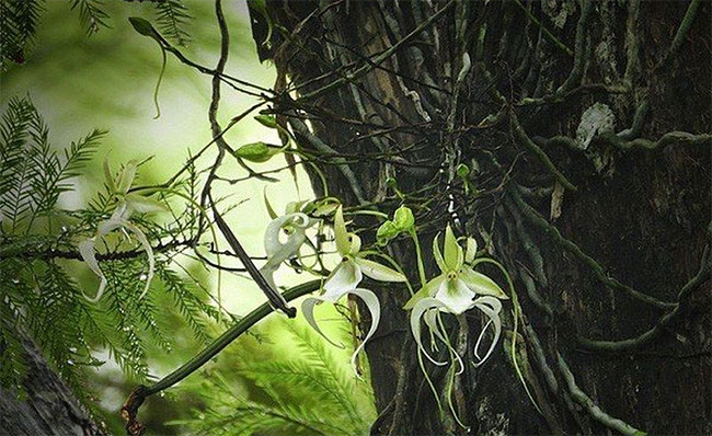 Phong lan ma - loài hoa đắt đỏ nhưng cây lại không có một chiếc lá nào