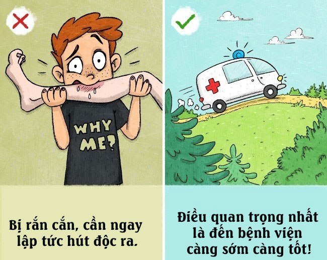 Cách phân biệt rắn độc và rắn không độc