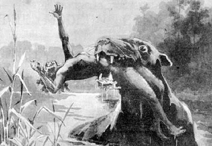 Hình dáng của Bunyip khá giống các loài động vật có vú.