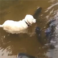 Chó bắt cá khổng lồ tài tình ở hồ Mỹ