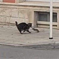 Mèo sợ hãi chạy trốn chuột trên phố