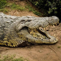 Cá sấu hung tàn và trăn điên cuồng hợp lực truy sát chuột "khổng lồ"
