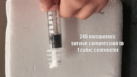 240 con muỗi bị nén chặt trong ống xy lanh vẫn không chết, chờ ngày phát tán sự huỷ diệt cho giống loài