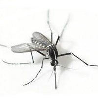 240 con muỗi bị nén chặt trong ống xy lanh vẫn không chết, chờ ngày phát tán sự huỷ diệt cho giống loài