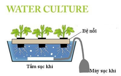 Thủy canh là gì?