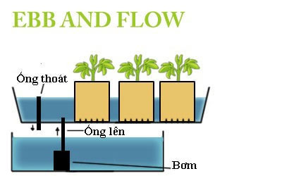 Thủy canh là gì?