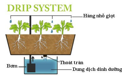 Thủy canh là gì?