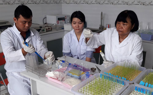 Giáo sư người Việt làm giàu cho ngân hàng gene lúa quý