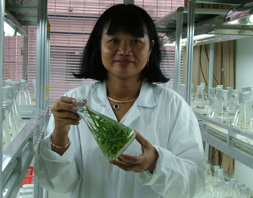Giáo sư người Việt làm giàu cho ngân hàng gene lúa quý