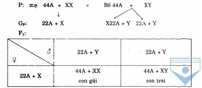 Nữ là XX, nam là XY, nhưng tại sao không có nhiễm sắc thể YY?