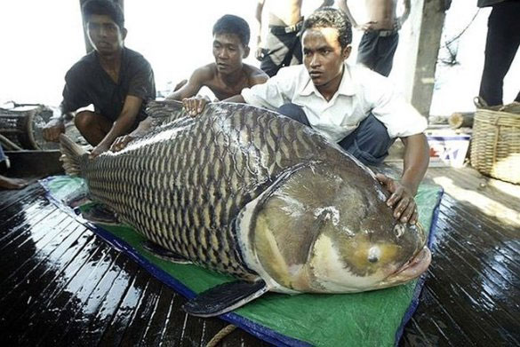 Chiêm ngưỡng cá chép Xiêm khổng lồ bắt ở sông Mê Kông