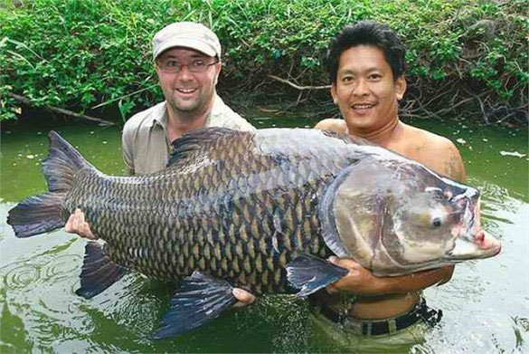 Chiêm ngưỡng cá chép Xiêm khổng lồ bắt ở sông Mê Kông