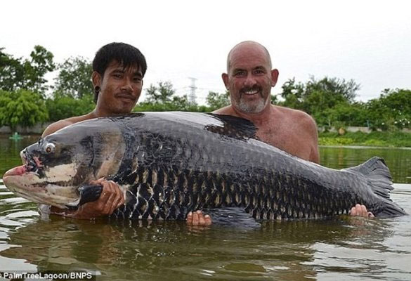 Chiêm ngưỡng cá chép Xiêm khổng lồ bắt ở sông Mê Kông