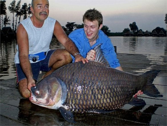 Chiêm ngưỡng cá chép Xiêm khổng lồ bắt ở sông Mê Kông
