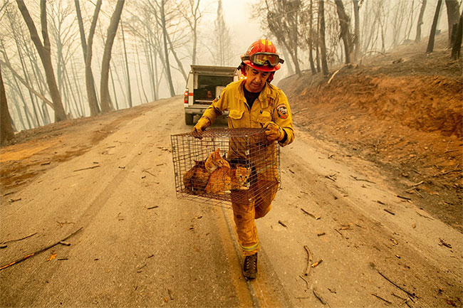44 người chết, cháy rừng ở California chưa bao giờ kinh hoàng đến thế