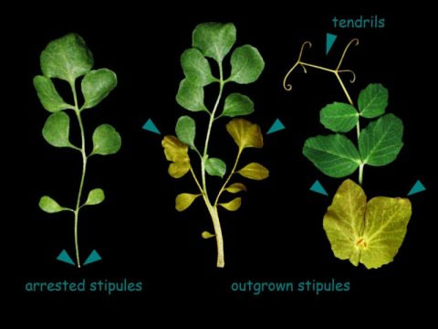 Protein LMI1 quyết định hình dạng tương lai của lá cây.