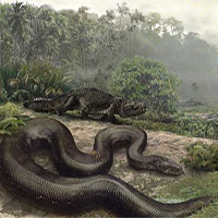 Quái vật rắn khổng lồ Titanoboa vẫn còn sống ở rừng Amazon?