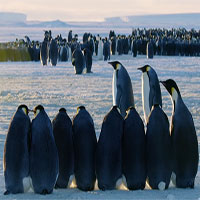 Đoàn làm phim đắp dốc cứu đàn chim cánh cụt rơi xuống hẻm núi