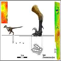 Phát hiện vết chân khủng long nhỏ nhất từ trước tới nay