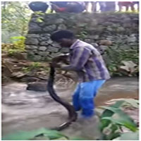Chuyên gia bắt rắn tay không tóm hổ mang chúa dài 5 mét