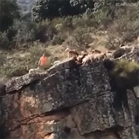 Mải tranh hươu, đàn chó săn rơi hàng loạt xuống vách đá