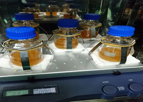 Việt Nam tạo chủng gốc sản xuất vắc xin phòng bệnh viêm phổi ở lợn
