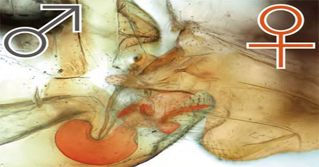 Phát hiện loài côn trùng kỳ lạ có cơ quan sinh dục “đảo ngược”
