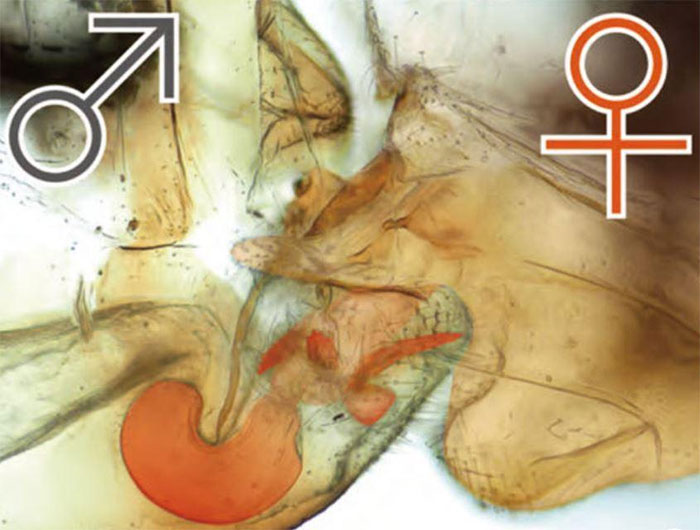 Loài Sensitibillini