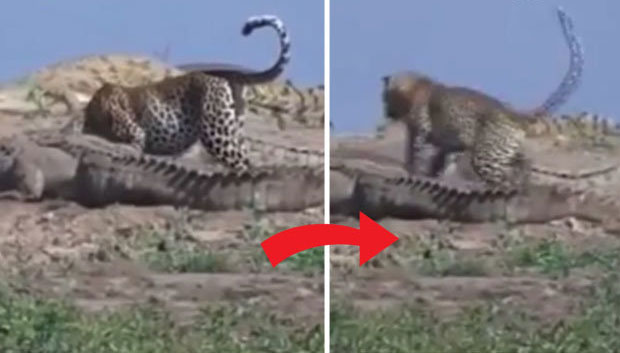 Con báo đốm cuối cùng cũng lấy được ít thịt và tranh thủ ăn ngay tại chỗ.