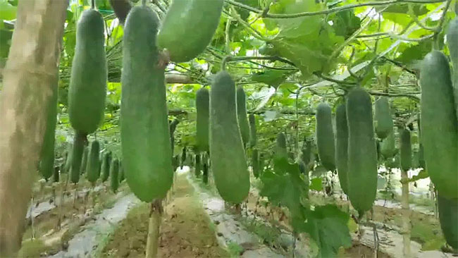 Những thực phẩm biến đổi gene thường gặp nhất