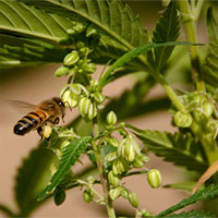 Phấn hoa cần sa ở Mỹ là nguồn dinh dưỡng cho ong