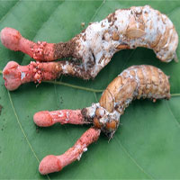 "Soi" nấm độc, rất giống nấm đông trùng hạ thảo ve sầu ở Việt Nam