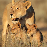 Không chỉ tê giác và hổ, sư tử châu Phi cũng sẽ sớm biến mất thôi