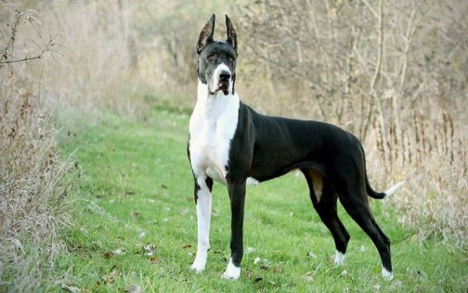 Giống chó Great Dane, gã khổng lồ với trái tim bồ câu