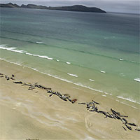Xác 145 con cá voi phủ dọc bãi biển New Zealand