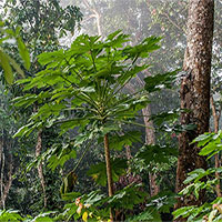 Phát hiện hợp chất ở loài cây nhiệt đới chữa khỏi ung thư tuyến tụy