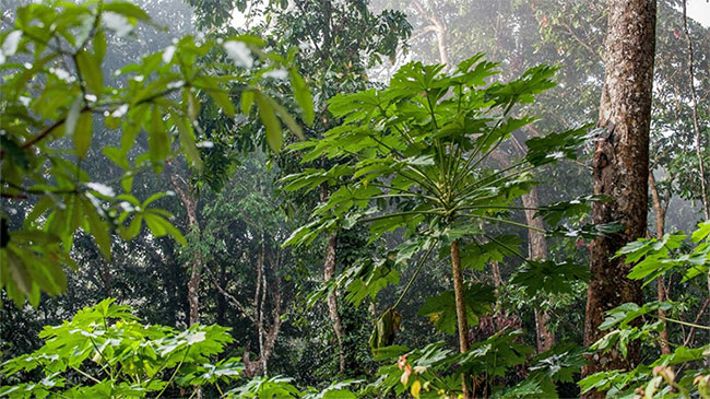 Phát hiện hợp chất ở loài cây nhiệt đới chữa khỏi ung thư tuyến tụy