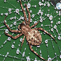 Đây là lý do vì sao tơ nhện mỏng manh mà bền gấp 5 lần thép
