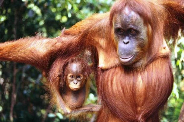 Khám phá sửng sốt về trí nhớ 