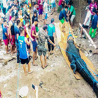 Bắt cá sấu khổng lồ nặng 500kg sau khi tìm thấy 1 thi thể người
