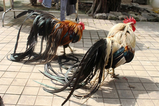 Lạ lẫm với giống gà quý tộc có đuôi dài tới 7m