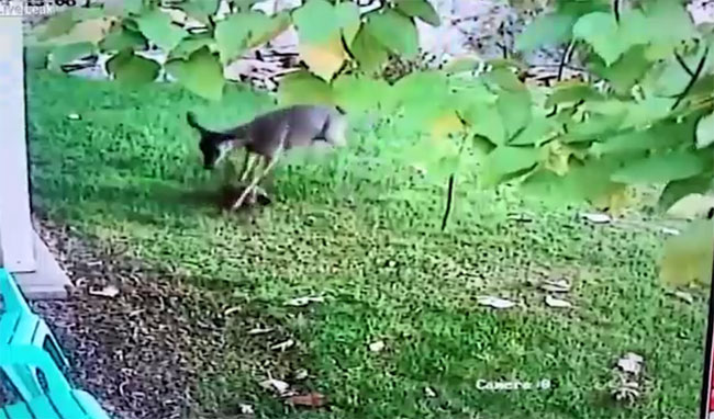 Nai liên tục giẫm đạp và đá con mèo.