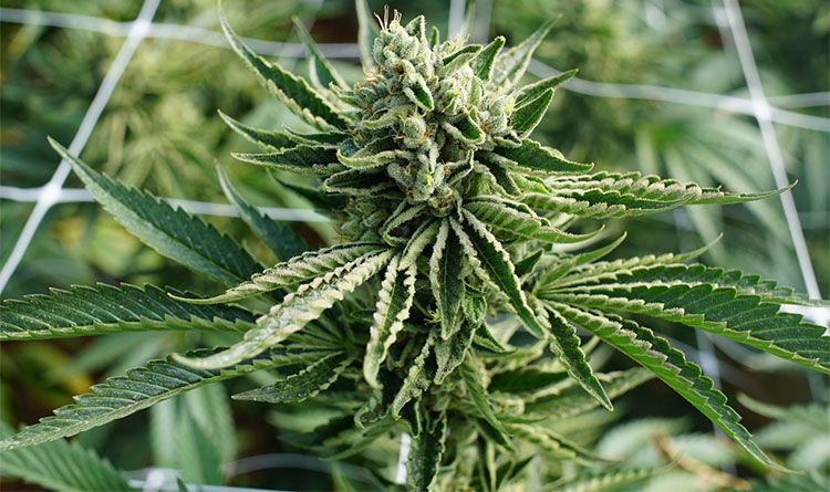 Cây cần sa có chất hoạt tính cannabinoid là do nhiễm một loài virus cổ xưa