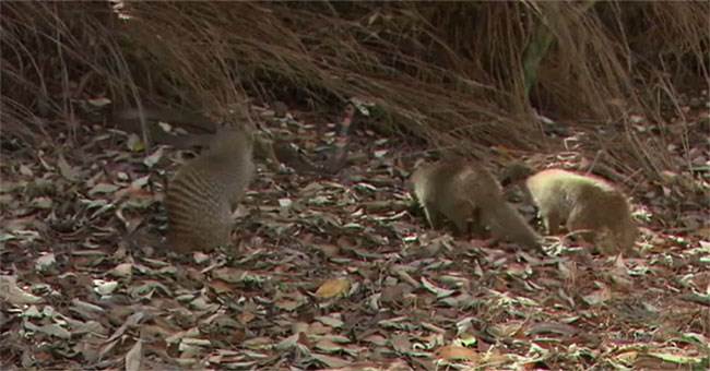 Hổ mang chúa quyết chiến với bầy cầy mangut và cái chết bi thảm