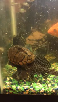 Con rùa tên Leo cưỡi lên một con cá giác mút bất chấp sự cự tuyệt của đối phương.