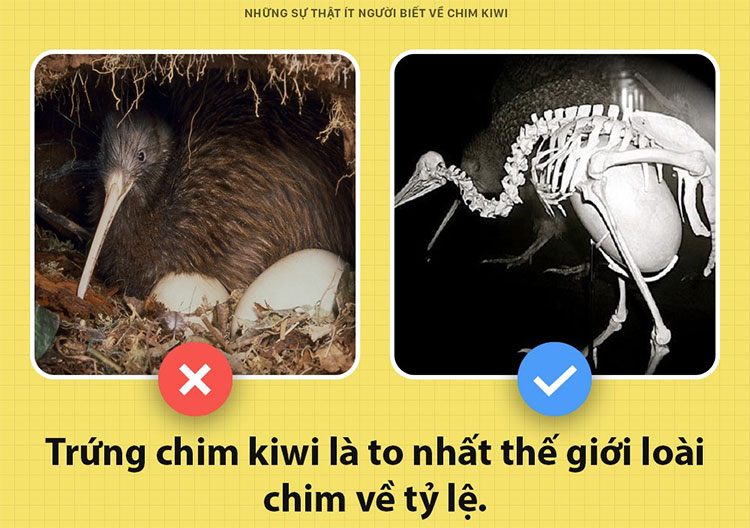 Những sự thật ít người biết về chim kiwi