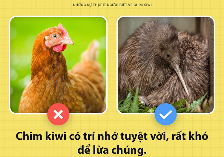 Những sự thật ít người biết về chim kiwi