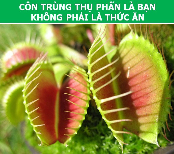 Kỳ thú những 