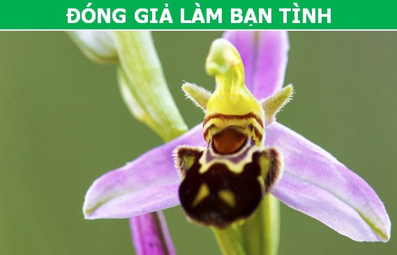 Kỳ thú những 