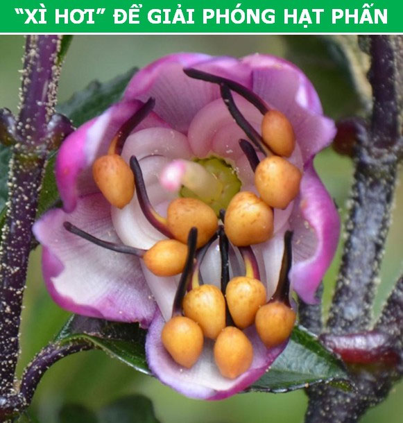 Kỳ thú những 